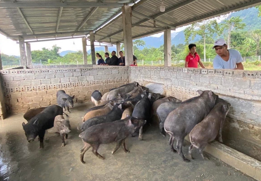 Chuỗi giá trị heo đen bản địa với vai trò dẫn dắt của HTX, tổ hợp tác mở ra hướng làm giàu cho người dân, đồng bào dân tộc thiểu số ở Bến Giằng.