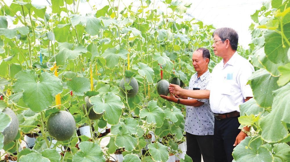 Nhiều HTX đã đẩy mạnh ứng dụng kỹ thuật và liên kết để phát triển chuỗi giá trị rau màu.