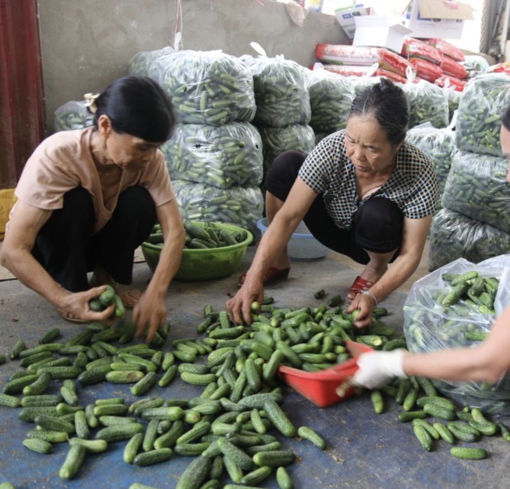 Các thành viên HTX Bản San phân loại dưa chuột bao tử.
