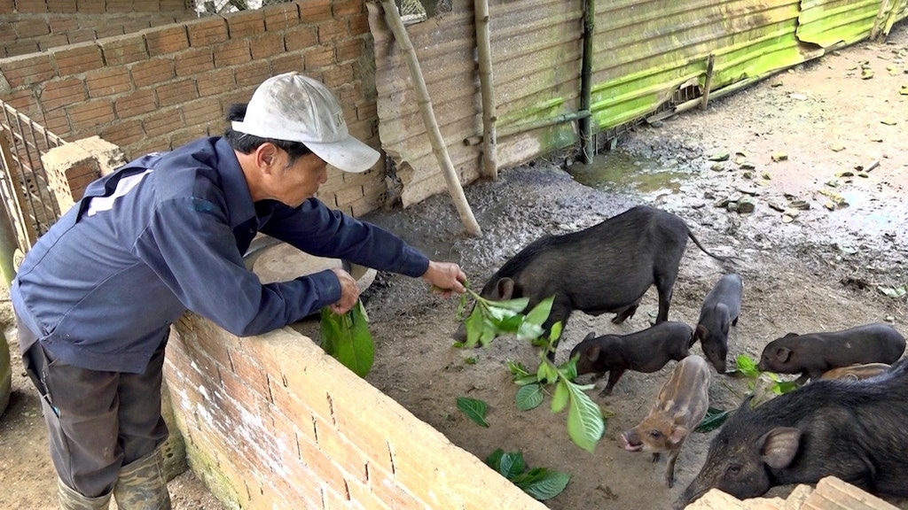 Tham gia liên kết chăn nuôi heo đen cùng HTX Nông lâm nghiệp A Liêng giúp người dân ở xã Tà Bhing &lpar;cũ&rpar; có thu nhập ổn định.