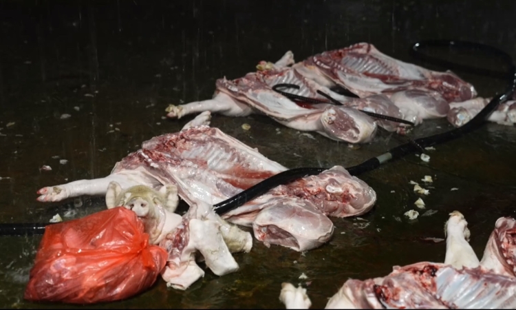 Phanh phui đường dây tiêu thụ thịt lợn nhiễm bệnh quy mô lớn tại Hà Nội