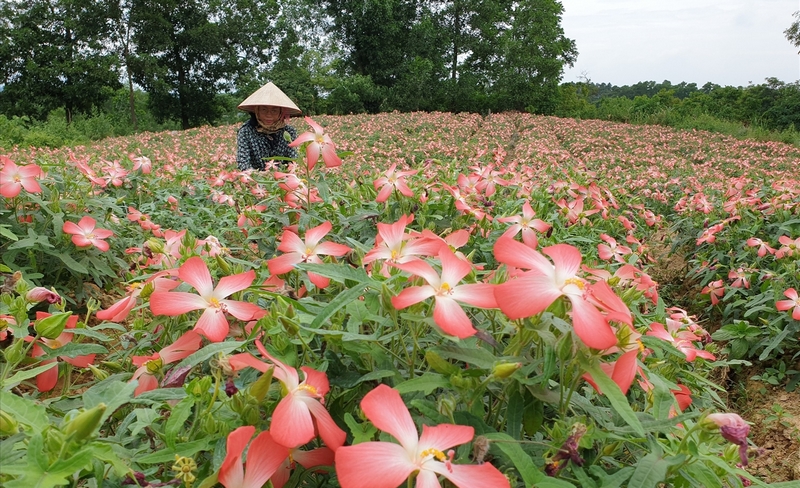 Sản xuất dược liệu theo quy trình sạch, khép kín giúp nâng cao giá trị kinh tế.