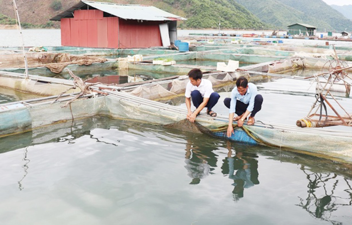 Liên kết tham gia HTX giúp các hộ nuôi cá lồng nâng cao thu nhập, góp phần xóa đói giảm nghèo tại địa phương &lpar;Ảnh: BSL&rpar;.