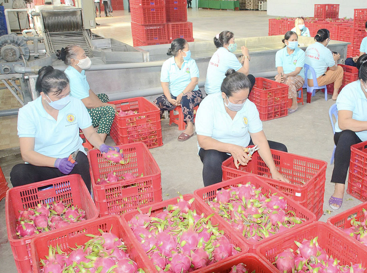 Sản xuất theo hướng hữu cơ mang lại giá trị kinh tế cao cho sản phẩm, giúp các thành viên HTX có thu nhập ổn định, nhiều hộ vươn lên thoát nghèo.