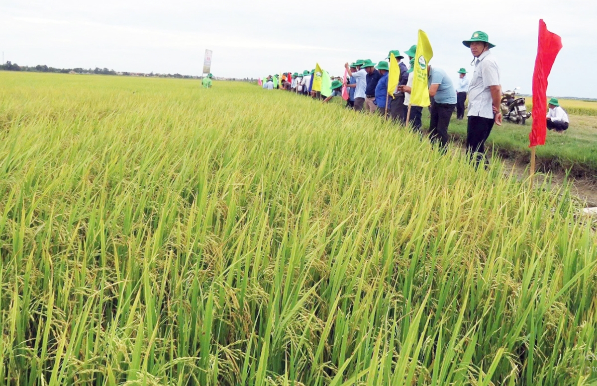 Trường Ninh có thành công tích cực trong chuyển đổi sản xuất nông nghiệp.