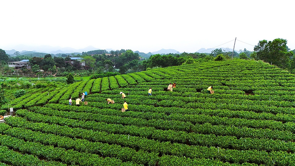 Sản xuất bền vững đã được áp dụng tại nhiều HTX chè.