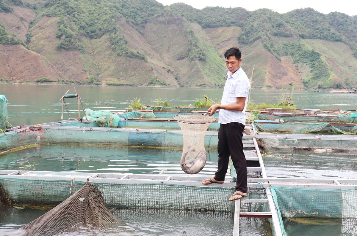 Nuôi cá lồng đang cho thu nhập cao ở Mường Khiêng &lpar;Ảnh:BSL&rpar;.