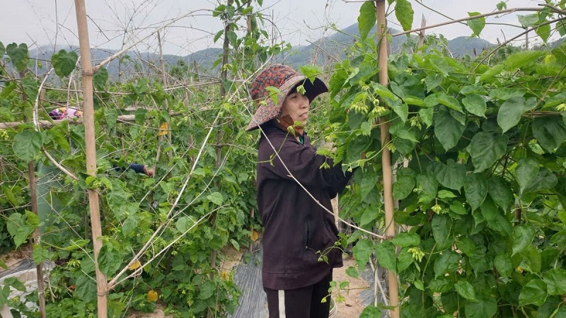 Nhờ chuyển đổi trồng hoa thiên lý, nhiều người dân tại Nghệ An đã thoát nghèo, nâng cao mức sống, đóng góp tích cực vào phát triển kinh tế - xã hội địa phương.