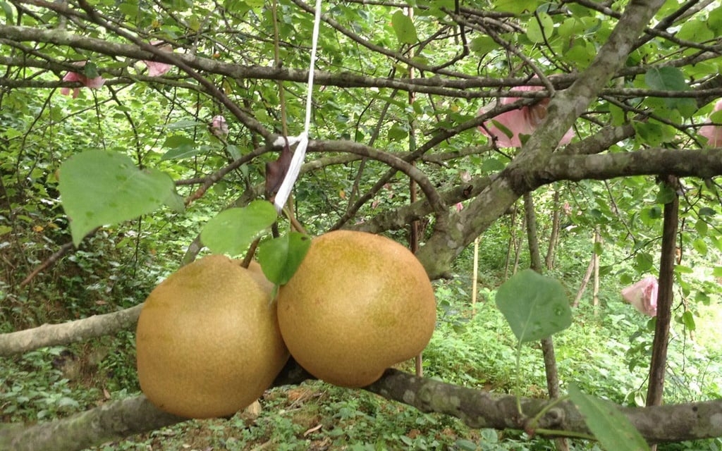 Lê là một trong những đặc sản ở Cao Bằng giúp người dân có thu nhập cao khi phát triển theo hướng hàng hóa.