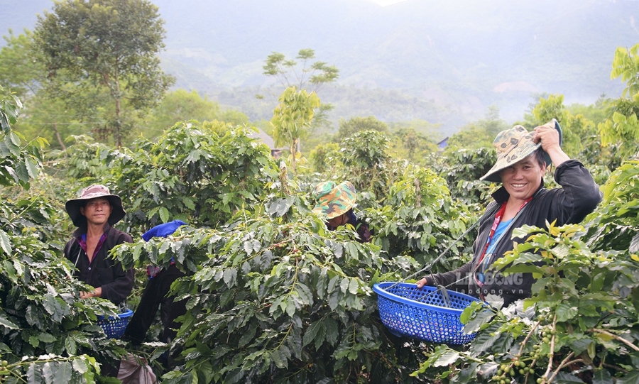 Các HTX đã tạo công ăn việc làm, thực hiện được mục tiêu xóa đói, giảm nghèo.