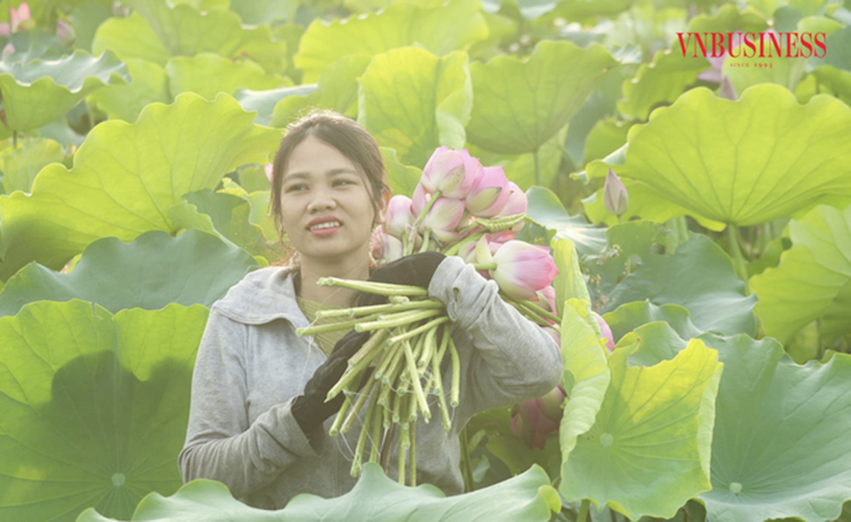 Nông nghiệp sinh thái kết hợp du lịch đang mang lại hiệu quả cao cho nông dân, HTX.