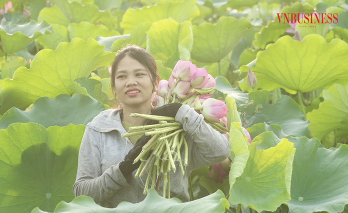 Nông nghiệp sinh thái kết hợp du lịch đang mang lại hiệu quả cao cho nông dân, HTX.