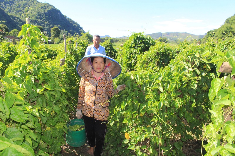 Trồng và thu hái hoa thiên lý, người dân phấn khởi thu tiền triệu mỗi ngày.