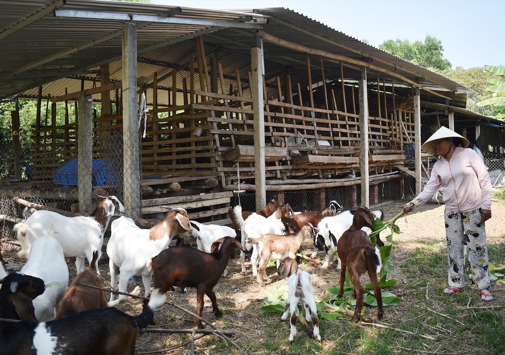 Với nét mới trong phát triển kinh tế và động lực mới từ xã Tà Rụt sau sáp nhập sẽ mở hướng làm giàu người dân, bà con dân tộc thiểu số ở địa phương.