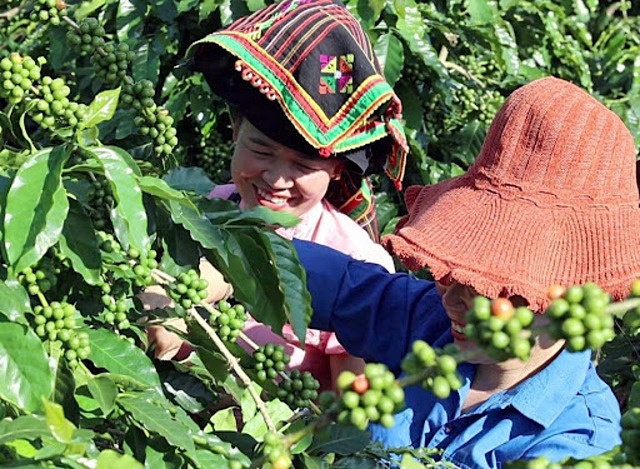 Cây cà phê đã và đang trở thành cây xóa đói, giảm nghèo cho người dân Mường Ảng.