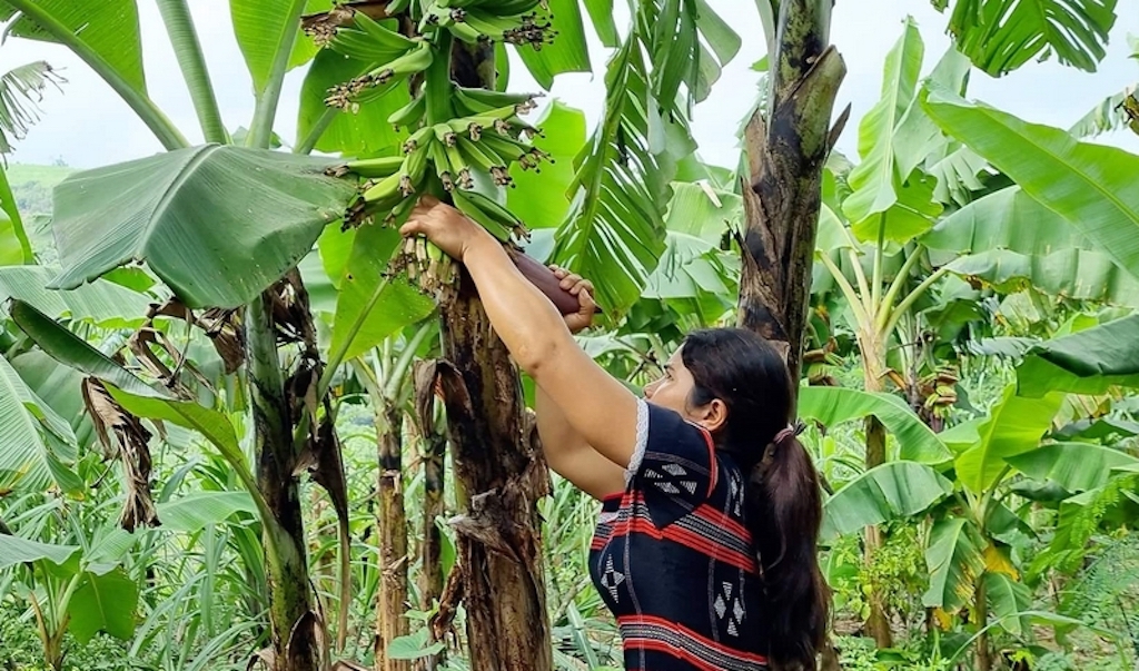 Tổ hợp tác trồng chuối lùn bản địa thôn A Đăng giúp chị em dân tộc thiểu số ở Tà Rụt tăng thu nhập.