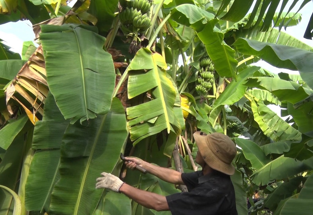 Thay đổi tập quán canh tác giúp người dân Tà Rụt thoát nghèo.