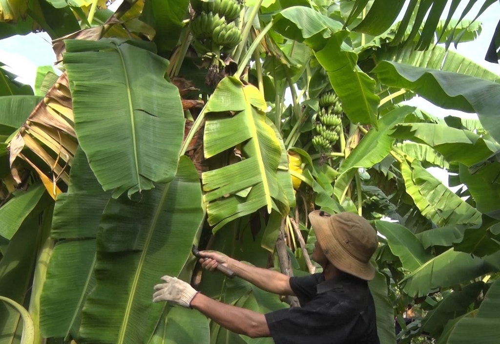 Thay đổi tập quán canh tác giúp người dân Tà Rụt thoát nghèo.