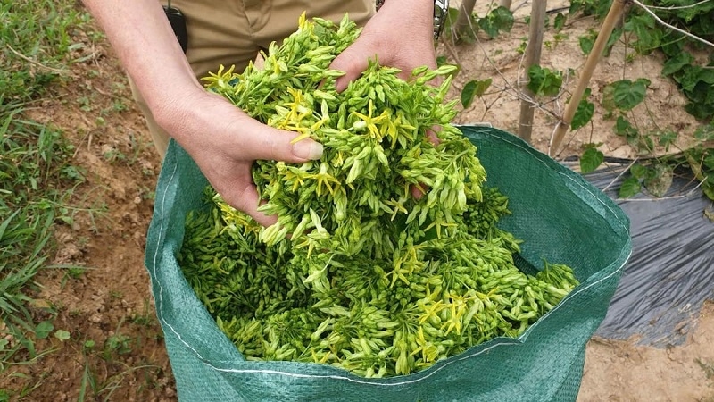 Thay thế cây trồng năng suất thấp trên đất cằn, vườn thiên lý cho thu nhập ổn định, cao gấp 2 - 3 lần.