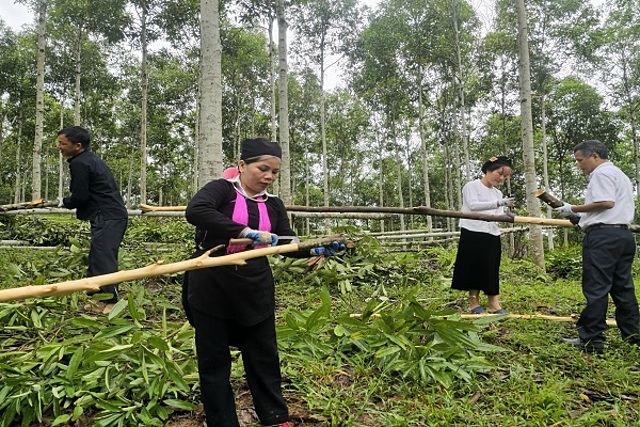 Sản xuất nông nghiệp hàng hóa đã góp phần giải quyết việc làm cho hàng ngàn lao động ở khu vực nông thôn Lào Cai.