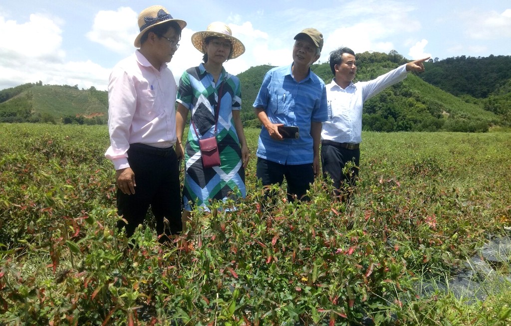 Với khí thế mới từ xã A Lưới 2 sau sáp nhập, điều kỳ vọng là hình thành chuỗi sản xuất cây dược liệu cho hiệu quả kinh tế cao.