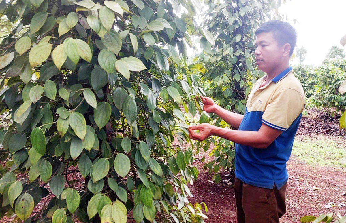 Chuyển đổi sản xuất theo hướng hữu cơ là hướng đi tất yếu của các HTX, nông dân trồng hồ tiêu &lpar;Ảnh: BGL&rpar;.