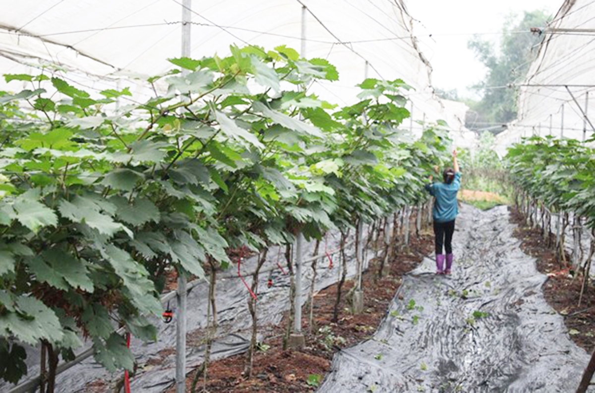 Sản xuất nông nghiệp ở Cự Đồng đang có những bước phát triển mạnh mẽ.