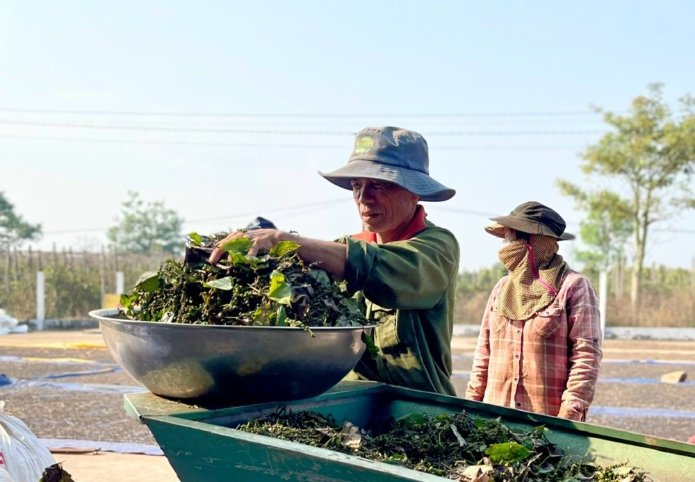 Tiêu Lệ Chí của HTX Nam Yang được thị trường đánh giá cao về chất lượng. &lpar;Ảnh DNTH&rpar;