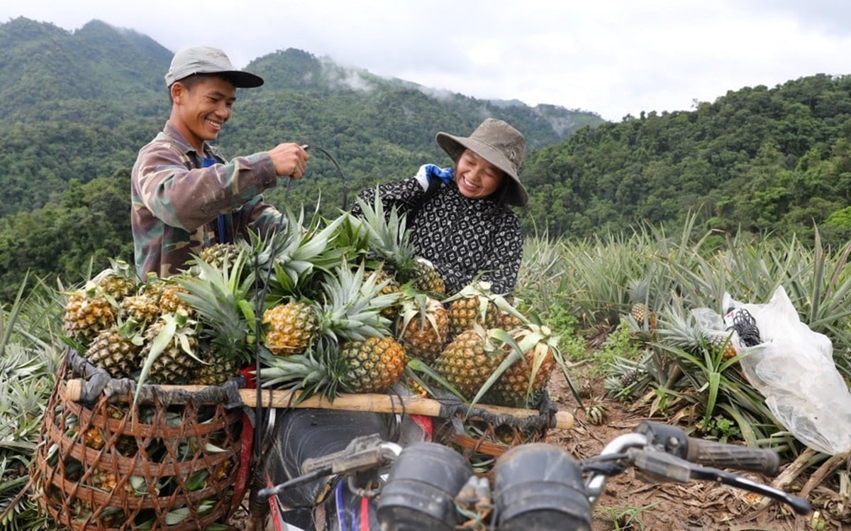 Các HTX đã đứng ra bao tiêu sản phẩm cho bà con nông dân, thực hiện mục tiêu xóa đói, giảm nghèo.