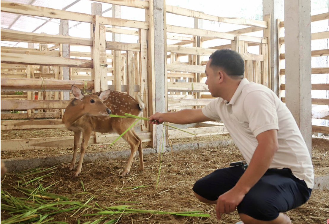 HTX Xuyên Sơn ở đã mạnh dạn đầu tư gần 5 tỷ đồng để xây dựng trang trại nuôi hươu hiện đại và thả nuôi thử nghiệm hơn 50 con.