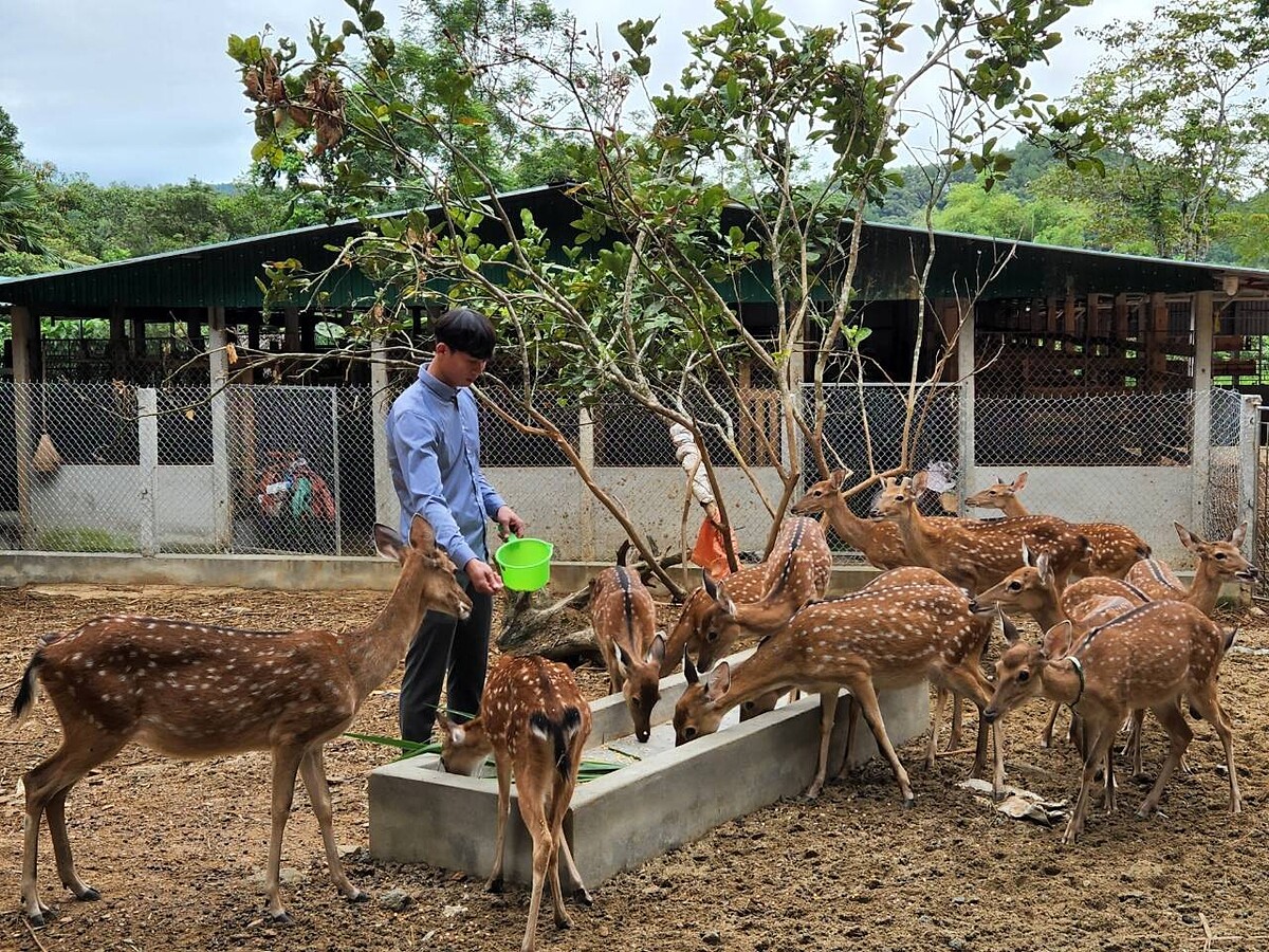 Hươu trở thành vật nuôi chủ lực, giúp người dân Hà Tĩnh phát triển kinh tế.