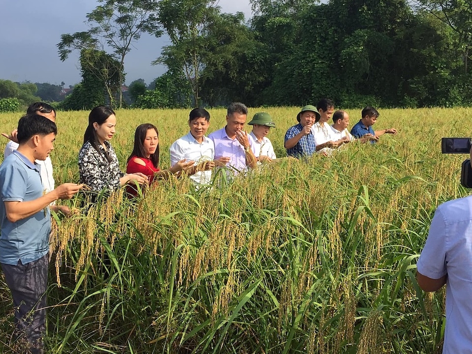 Bước ngoặt quan trọng của mô hình nếp Gà gáy Mỹ Lung là sự ra đời của Hợp tác xã Sản xuất kinh doanh gạo nếp gà gáy Mỹ Lung và Kinh doanh dịch vụ tổng hợp.