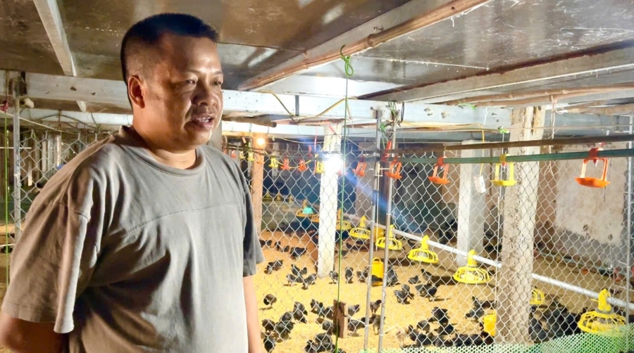 Ông Bùi Văn Quyết - chủ trang trại mô hình chăn nuôi hàng nghìn con gà chọi.