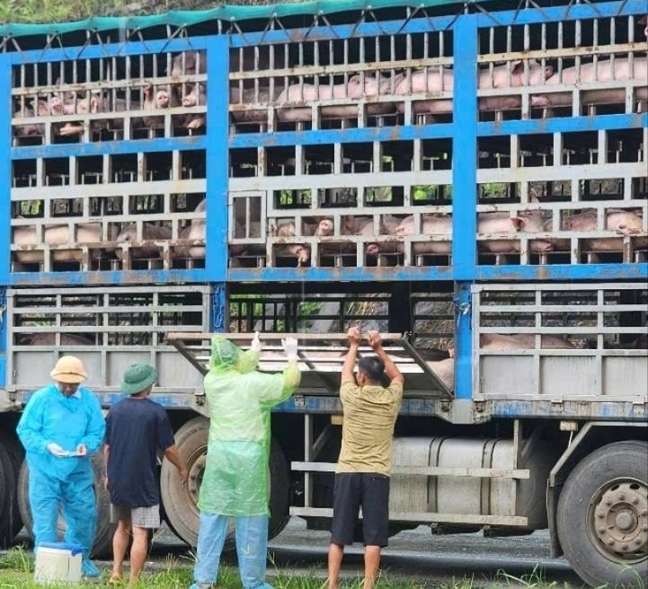 Theo thống kê của Cục Chăn nuôi và Thú y, tính từ đầu năm đến nay, tại các tỉnh, thành thuộc khu vực phía Bắc xảy ra 386 ổ dịch bệnh dịch tả lợn châu Phi tại 15 tỉnh, thành phố &lpar;sau sáp nhập&rpar;.