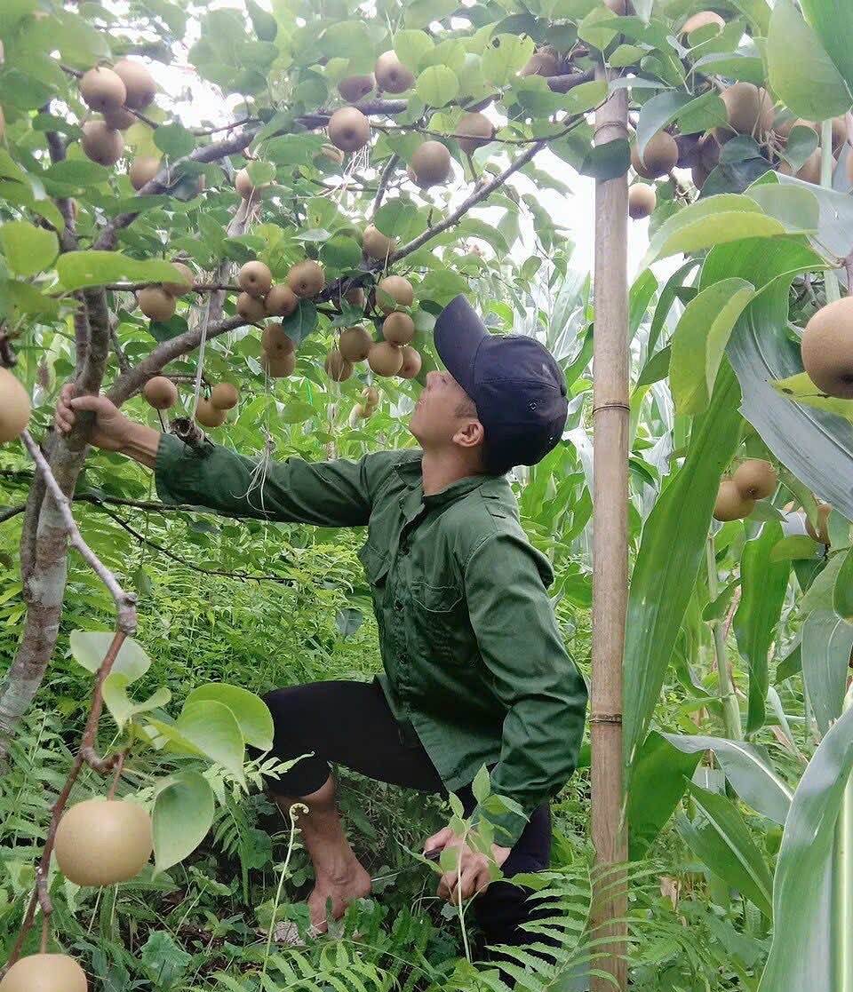 Mối liên kết THT-HTX giúp nâng cao giá trị của quả lê.