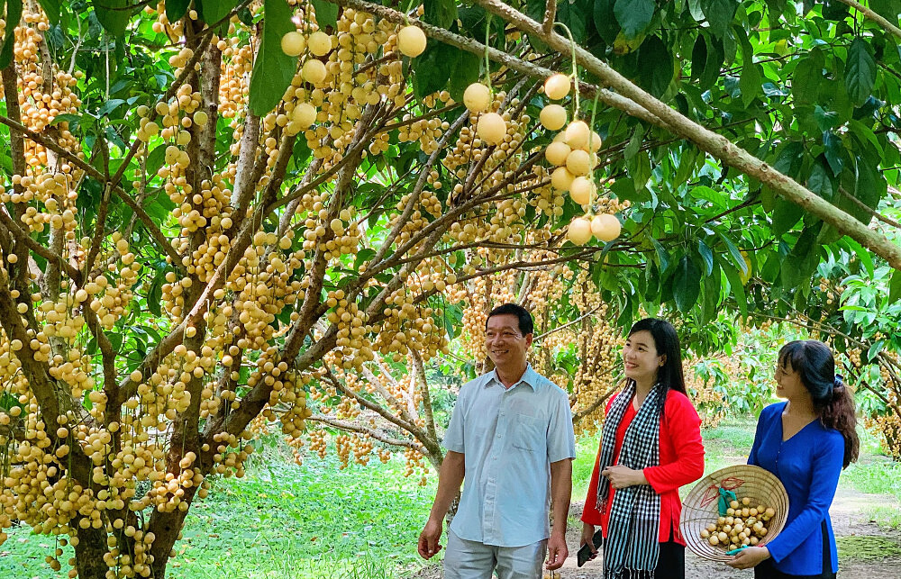 Cần Thơ có nhiều tiềm năng phát triển du lịch nông nghiệp.