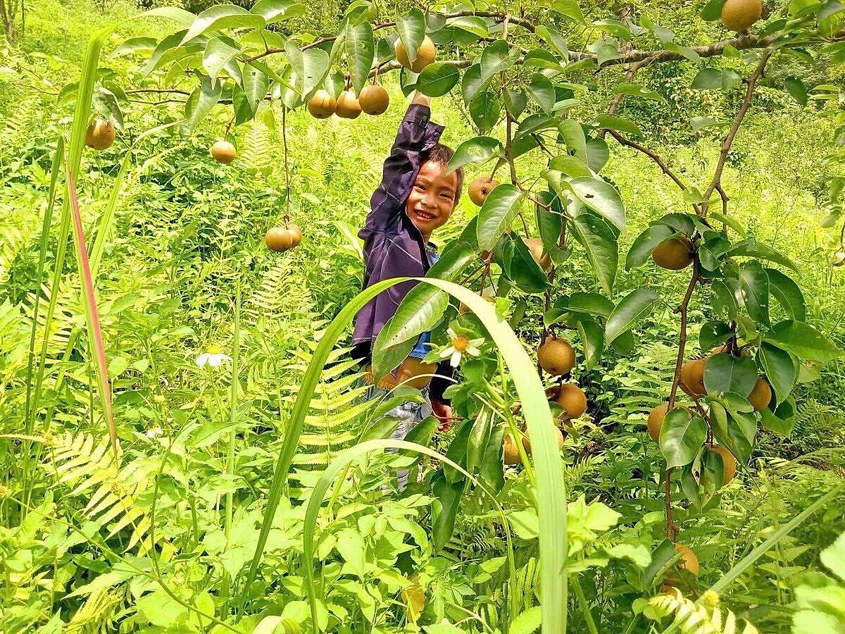 Cây lê được trồng theo phương pháp hữu cơ.