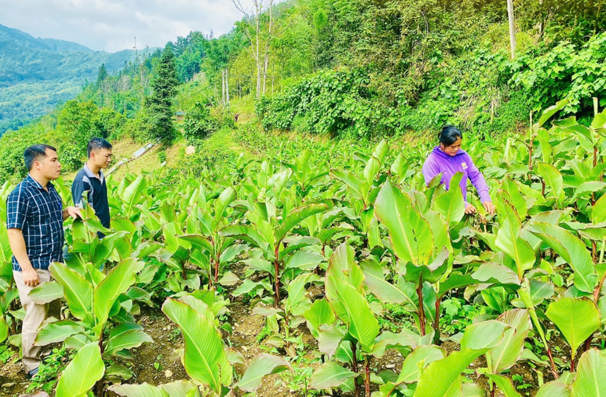 Chuyển đổi cơ cấu cây trồng là điểm tựa xóa đói giảm nghèo ở vùng cao tỉnh Cao Bằng &lpar;Ảnh: BCB&rpar;.