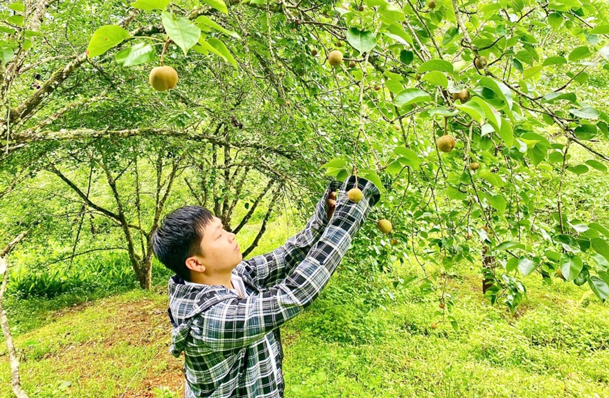 Cây lê đang trở thành một trong những cây giảm nghèo ở Cao Bằng &lpar;Ảnh: BCB&rpar;.