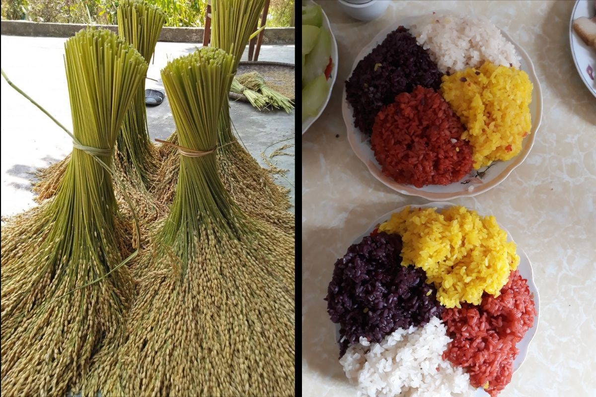 Hạt gạo nếp gà gáy to, tròn, trắng, khi đồ xôi cho ra thành phẩm dẻo, thơm. Ảnh: Hợp tác xã Sản xuất gạo nếp gà gáy Mỹ Lung và Kinh doanh dịch vụ tổng hợp