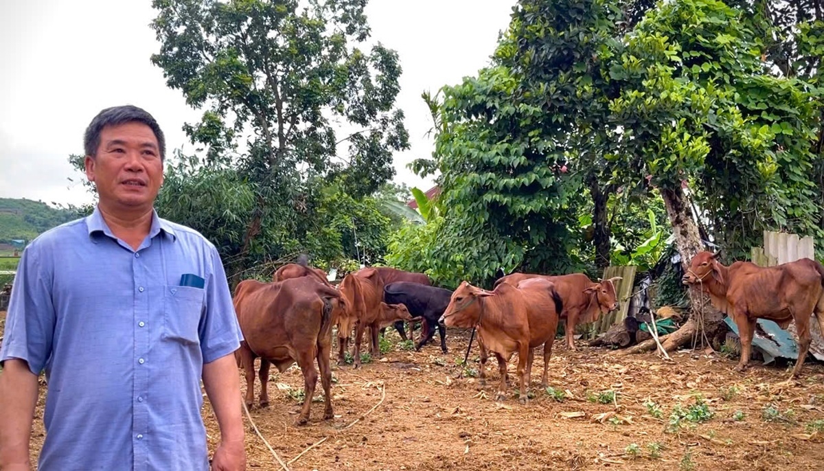 Ngoài mô hình chăn nuôi bò và dê, nhiều hộ gia đình đang đề xuất thêm mô hình chăn nuôi nhím kết hợp.