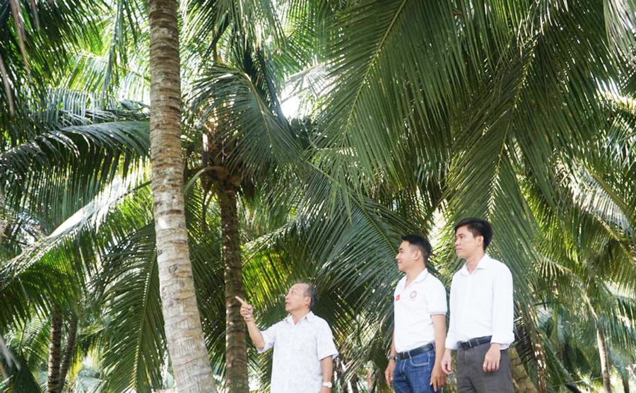 Cần nhân rộng trồng dừa hữu cơ, thúc đẩy vai trò HTX để nâng cao thu nhập cho người dân &lpar;Ảnh: Song Thảo&rpar;.