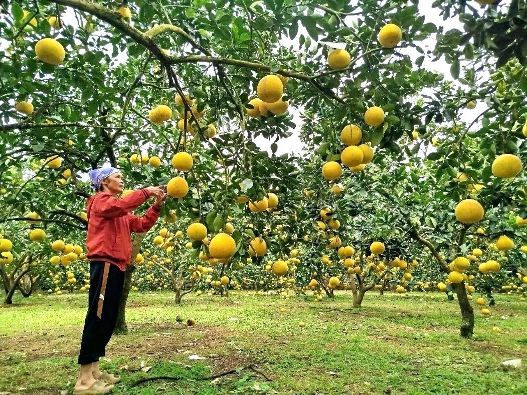 Bà Khuất Thị Thanh bên vườn bưởi của gia đình.