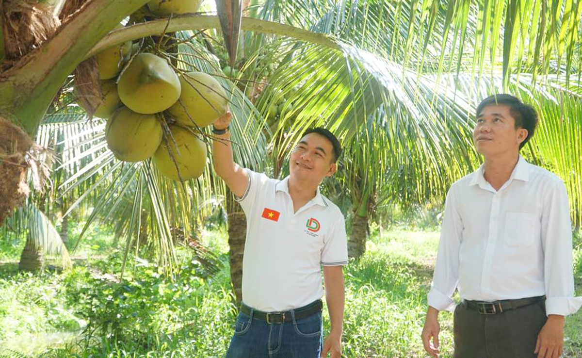 Dừa hữu cơ mang lại thu nhập cao cho HTX, nông dân &lpar;Ảnh: Song Thảo&rpar;.