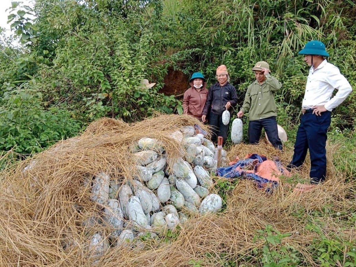 Sản phẩm của bà con nông dân được HTX bao tiêu, mang lại thu nhập ổn định, thực hiện được mục tiêu xóa đói, giảm nghèo.