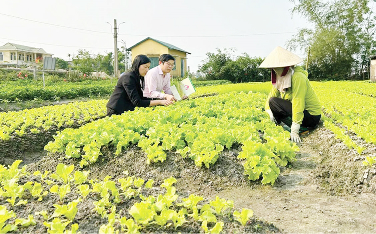 Xây dựng nông thôn mới ở Huế có dấu ấn đậm nét của các HTX &lpar;Ảnh: HNN&rpar;.