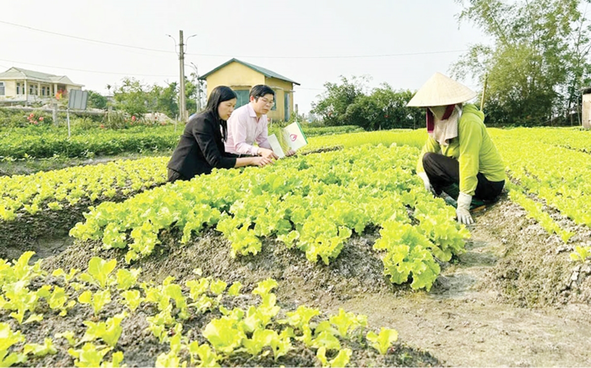 Xây dựng nông thôn mới ở Huế có dấu ấn đậm nét của các HTX &lpar;Ảnh: HNN&rpar;.