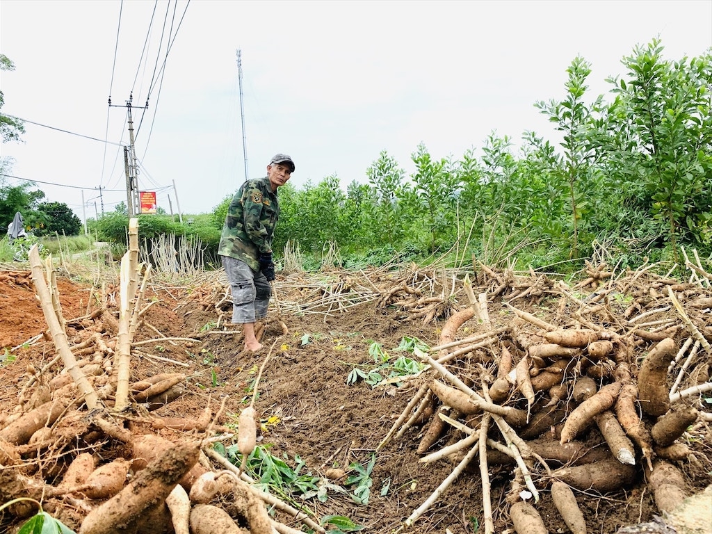HTX Nông nghiệp sinh thái Tây Thạch Hãn mở hướng đi riêng với cây sắn giúp người dân địa phương cải thiện sinh kế.