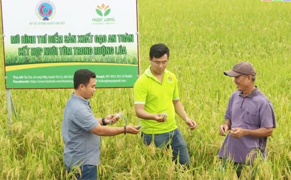 Trầm Minh Thuần &lpar;giữa&rpar;, Giám đốc HTX nông nghiệp Long Hiệp và thành viên thăm đồng lúa kết hợp nuôi tôm.