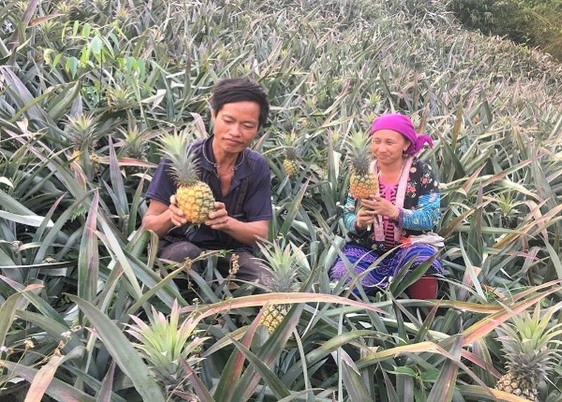 Tham gia chuỗi liên kết sản xuất, người nông dân được HTX tìm thị trường tiêu thụ.